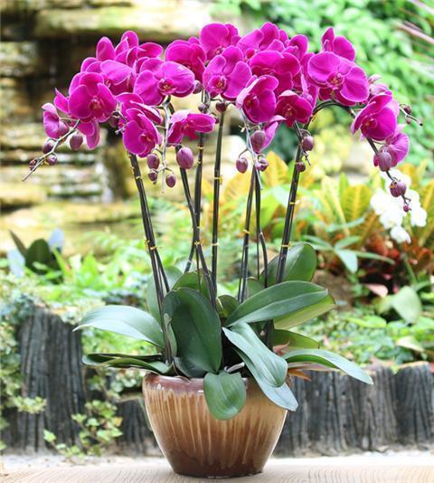 “兰中皇后”的日常养护,3个小要求,满足它,蝴蝶花瓣挂满枝