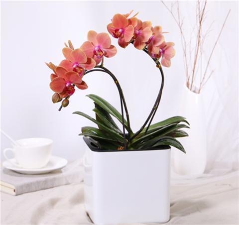 “兰中皇后”的日常养护,3个小要求,满足它,蝴蝶花瓣挂满枝