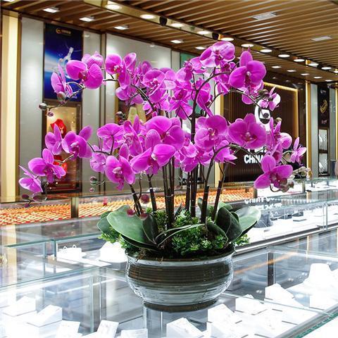 “兰中皇后”的日常养护,3个小要求,满足它,蝴蝶花瓣挂满枝