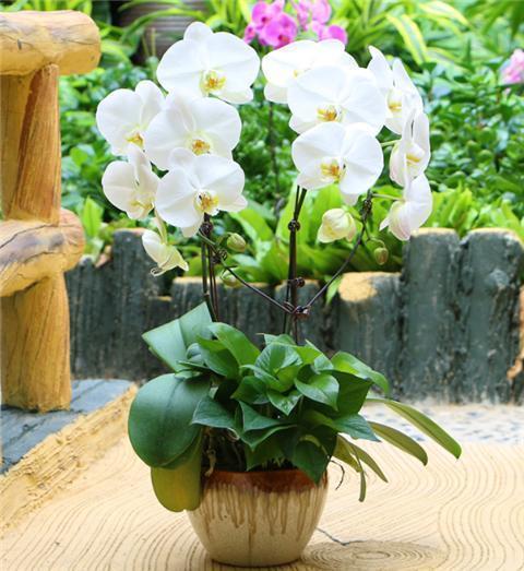 “兰中皇后”的日常养护,3个小要求,满足它,蝴蝶花瓣挂满枝