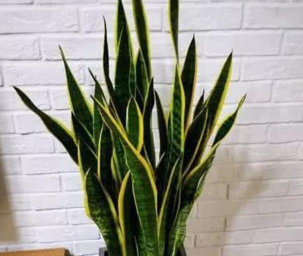 新手学养花,必养这“4种”,养护超简单,最适合在室内栽培