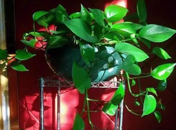 新手学养花,必养这“4种”,养护超简单,最适合在室内栽培