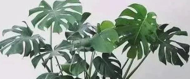 新手学养花,必养这“4种”,养护超简单,最适合在室内栽培