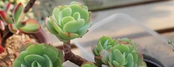 新手学养花,必养这“4种”,养护超简单,最适合在室内栽培