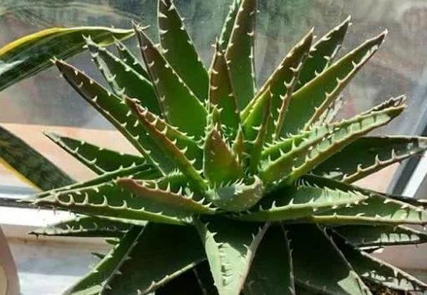 新手学养花,必养这“4种”,养护超简单,最适合在室内栽培