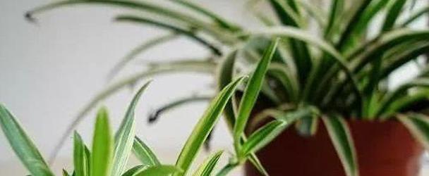 新手学养花,必养这“4种”,养护超简单,最适合在室内栽培