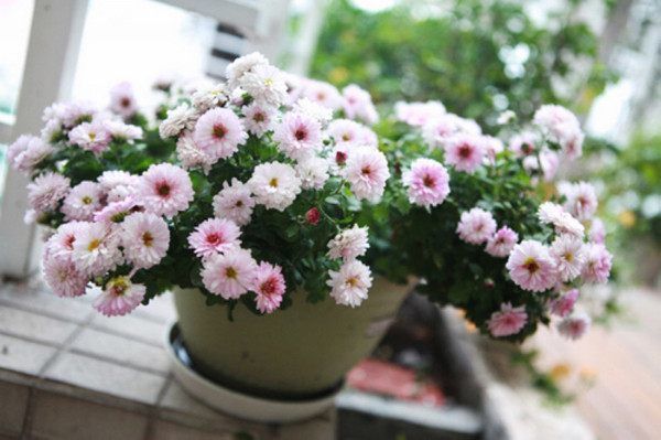 喜欢养护菊花,不如养护一盆卷莲花,花型独特又美观,轻松养爆盆