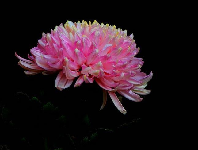 喜欢养护菊花,不如养护一盆卷莲花,花型独特又美观,轻松养爆盆