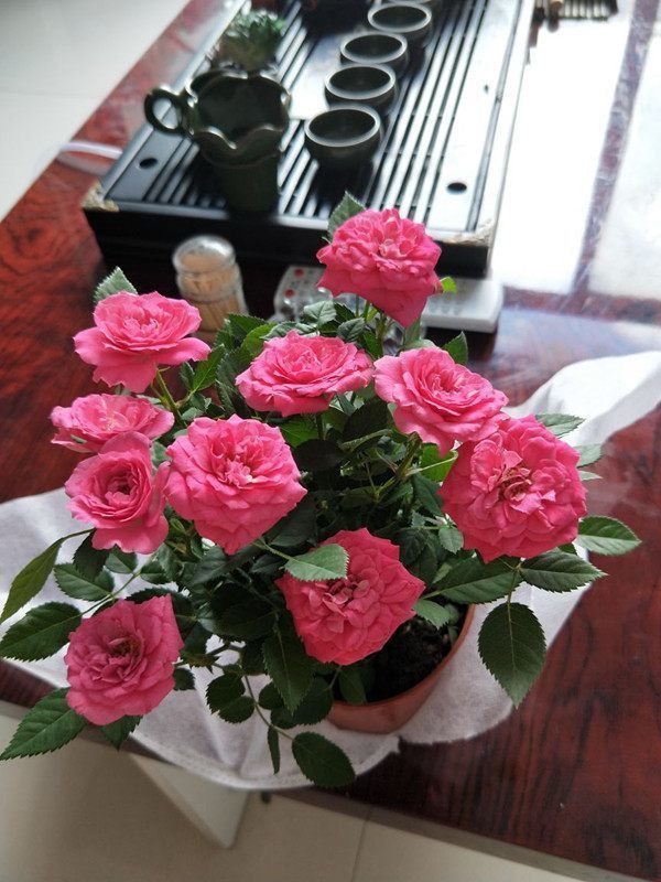 喜欢养护菊花,不如养护一盆卷莲花,花型独特又美观,轻松养爆盆