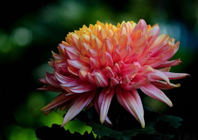 喜欢养护菊花,不如养护一盆卷莲花,花型独特又美观,轻松养爆盆