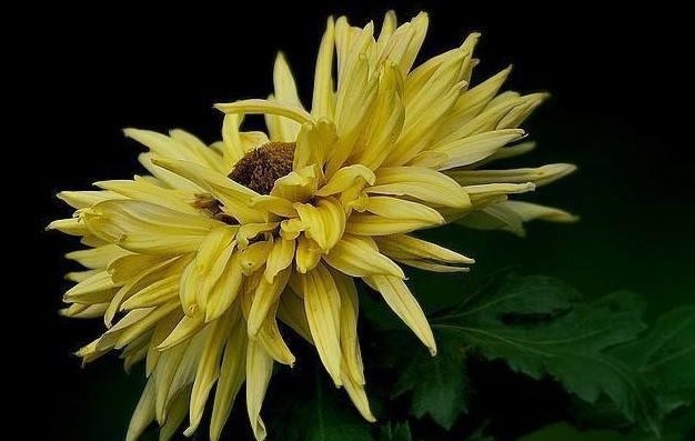 喜欢养护菊花,不如养护一盆卷莲花,花型独特又美观,轻松养爆盆