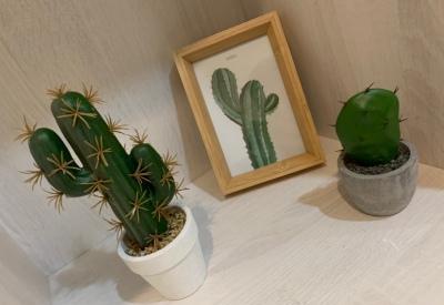 多肉盆景仙人掌栽培与养护技术