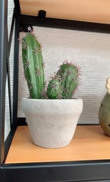 多肉盆景仙人掌栽培与养护技术