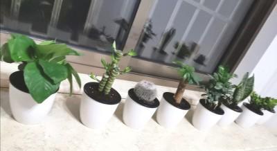 多肉盆景仙人掌栽培与养护技术