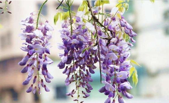 “阳台”适合养这5款花,日常养护简单,让整个阳台花团锦簇