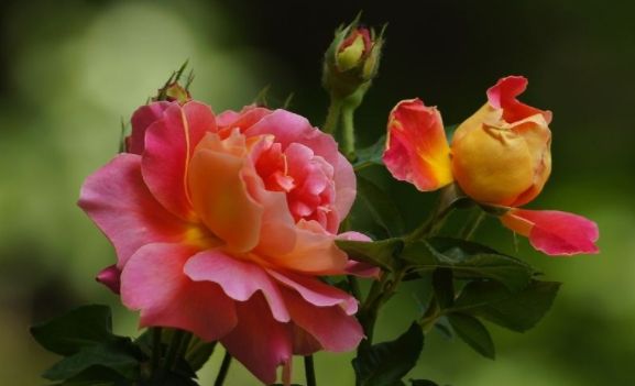 “阳台”适合养这5款花,日常养护简单,让整个阳台花团锦簇