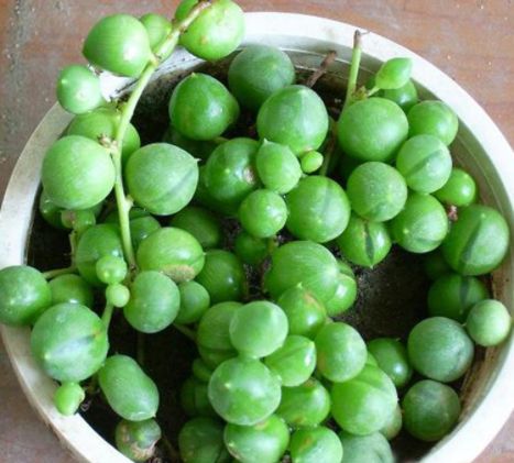 “阳台”适合养这5款花,日常养护简单,让整个阳台花团锦簇