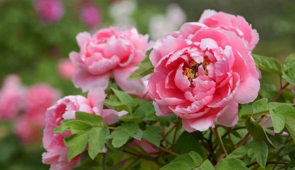 “阳台”适合养这5款花,日常养护简单,让整个阳台花团锦簇