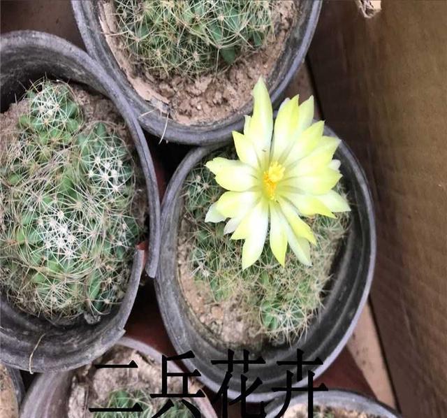 盆栽多肉紫星光栽培与养护技术