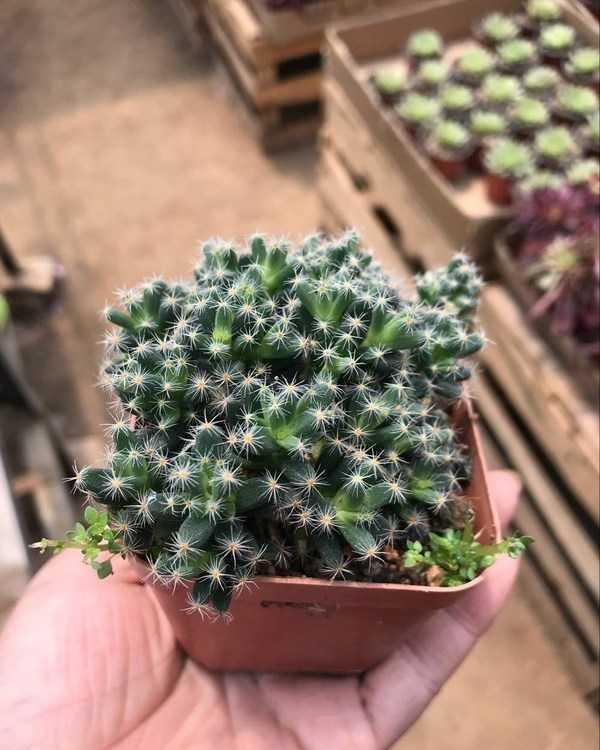 盆栽多肉紫星光栽培与养护技术