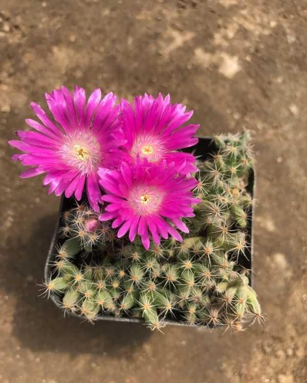 盆栽多肉紫星光栽培与养护技术