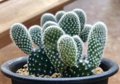 盆景仙人掌科多肉白桃扇栽培与养护技术