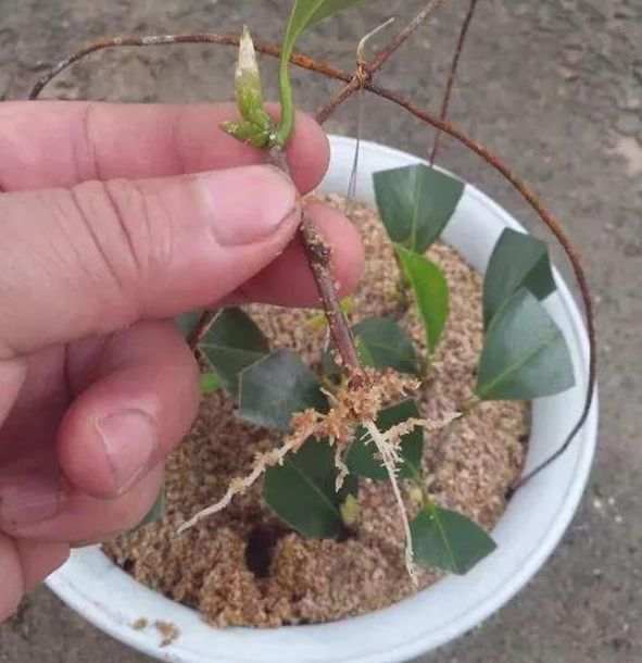 4种生根水，家家都有，不花1分钱，托插花卉5天生白根