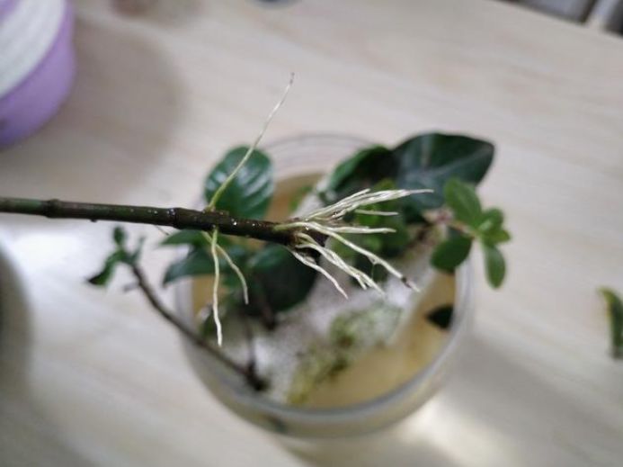 4种生根水，家家都有，不花1分钱，托插花卉5天生白根