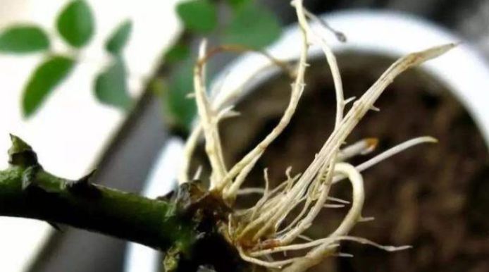 4种生根水，家家都有，不花1分钱，托插花卉5天生白根