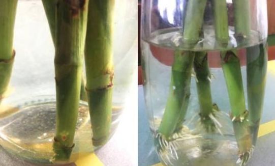 4种生根水，家家都有，不花1分钱，托插花卉5天生白根