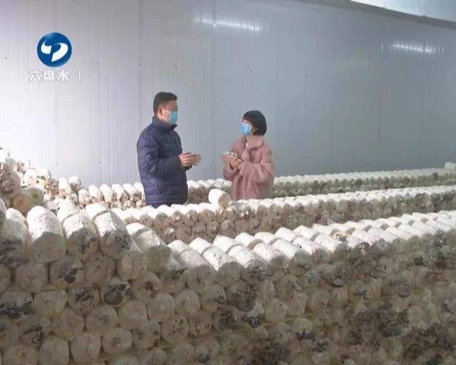 六盘水：食用菌企业科学复工，市民“菜篮子”货足价稳