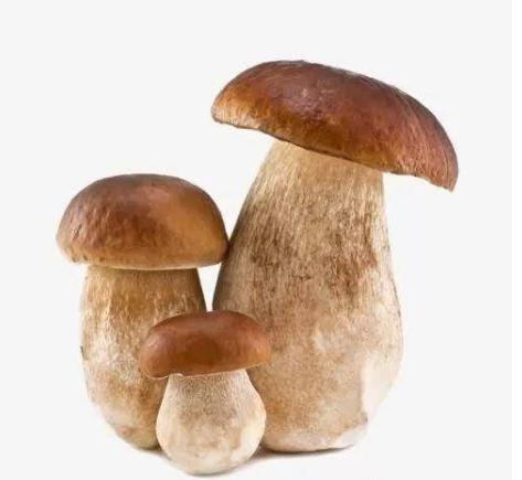 六盘水：食用菌企业科学复工，市民“菜篮子”货足价稳