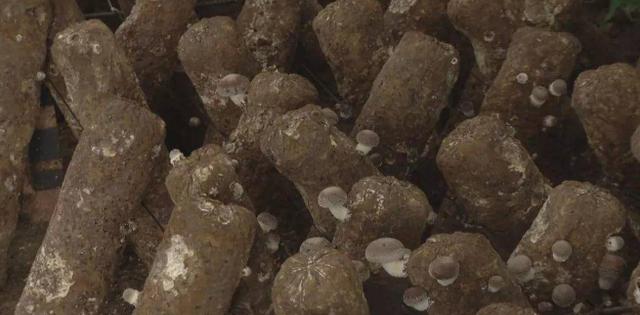 六盘水：食用菌企业科学复工，市民“菜篮子”货足价稳