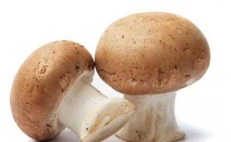 六盘水：食用菌企业科学复工，市民“菜篮子”货足价稳