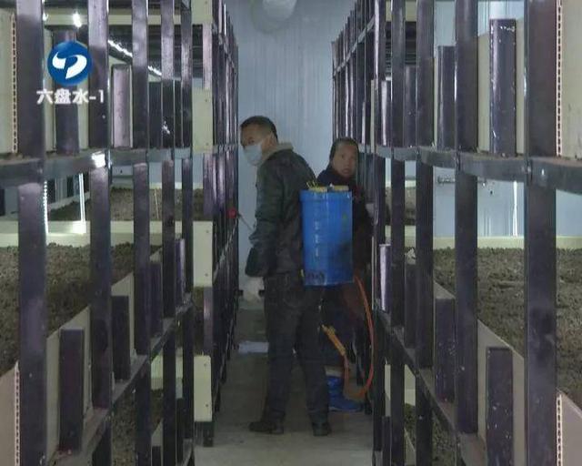 六盘水：食用菌企业科学复工，市民“菜篮子”货足价稳