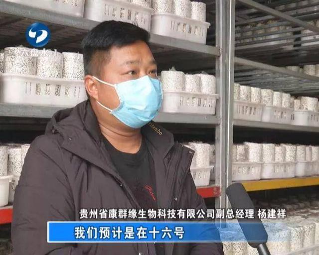六盘水：食用菌企业科学复工，市民“菜篮子”货足价稳