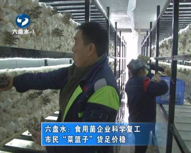 六盘水：食用菌企业科学复工，市民“菜篮子”货足价稳