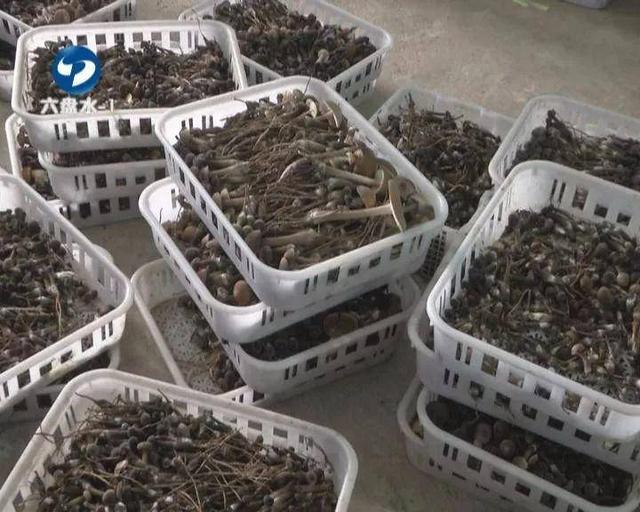 六盘水：食用菌企业科学复工，市民“菜篮子”货足价稳