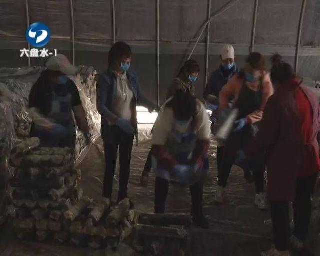 六盘水：食用菌企业科学复工，市民“菜篮子”货足价稳