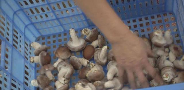 六盘水：食用菌企业科学复工，市民“菜篮子”货足价稳