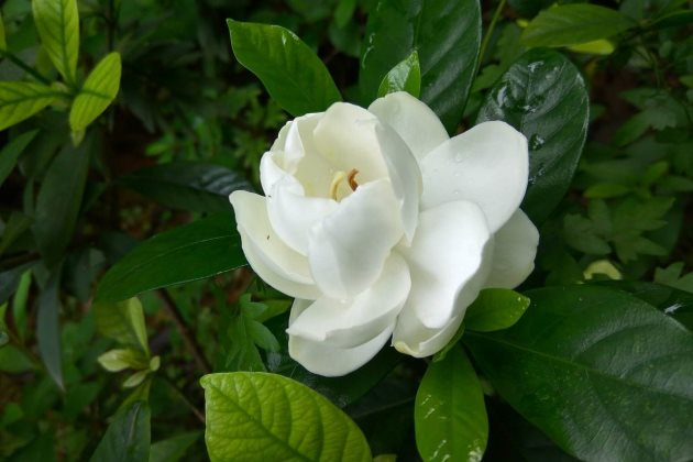 栀子花喜温暖,喜欢半阴环境,栀子养护小技巧,赶紧学学吧