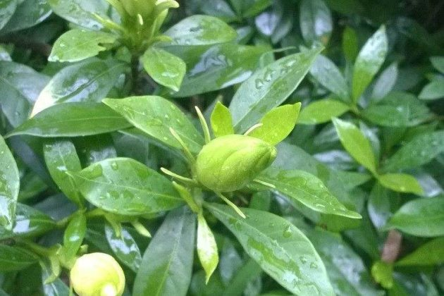 栀子花喜温暖,喜欢半阴环境,栀子养护小技巧,赶紧学学吧