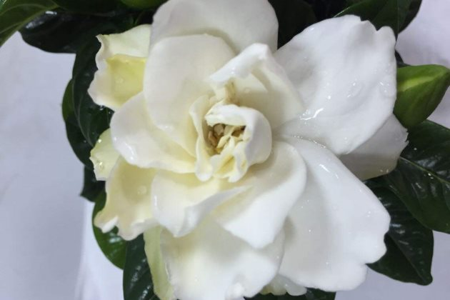 栀子花喜温暖,喜欢半阴环境,栀子养护小技巧,赶紧学学吧