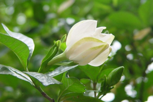 栀子花喜温暖,喜欢半阴环境,栀子养护小技巧,赶紧学学吧