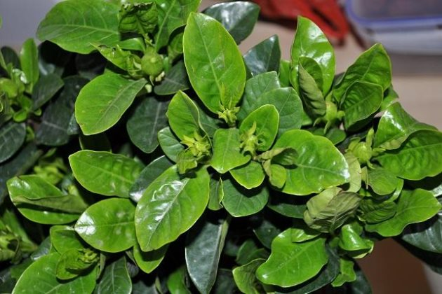 栀子花喜温暖,喜欢半阴环境,栀子养护小技巧,赶紧学学吧