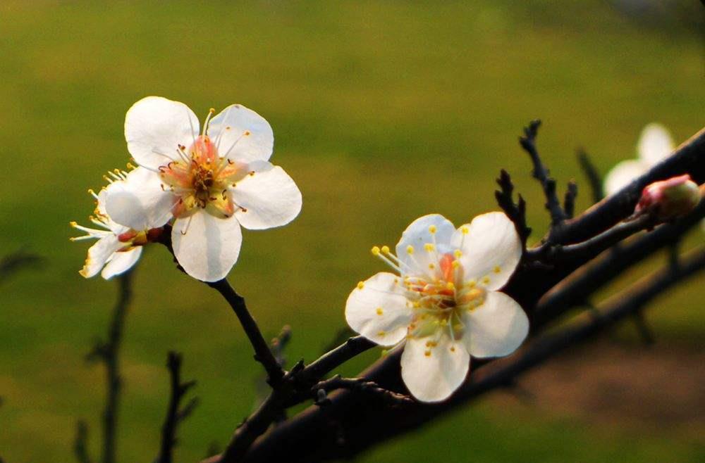 梅花盆景这样护理花蕾爆满枝头
