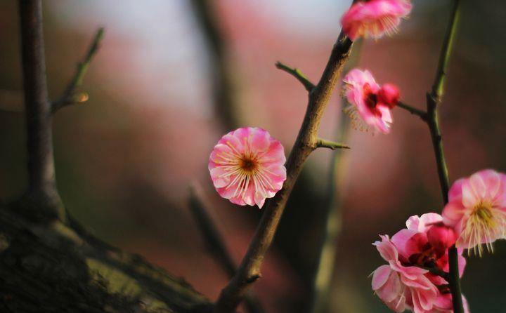 梅花盆景这样护理花蕾爆满枝头
