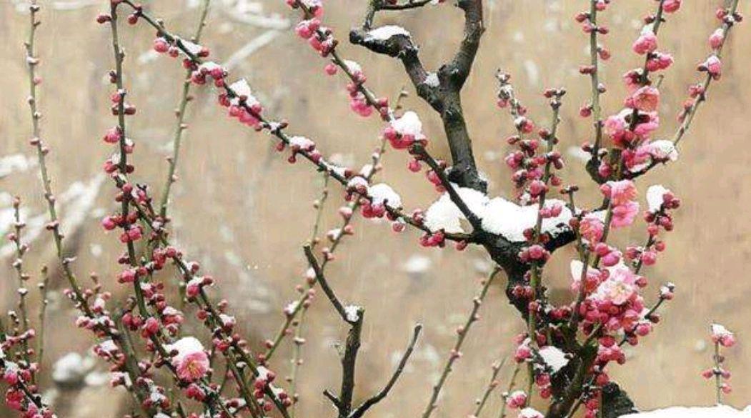 梅花盆景这样护理花蕾爆满枝头