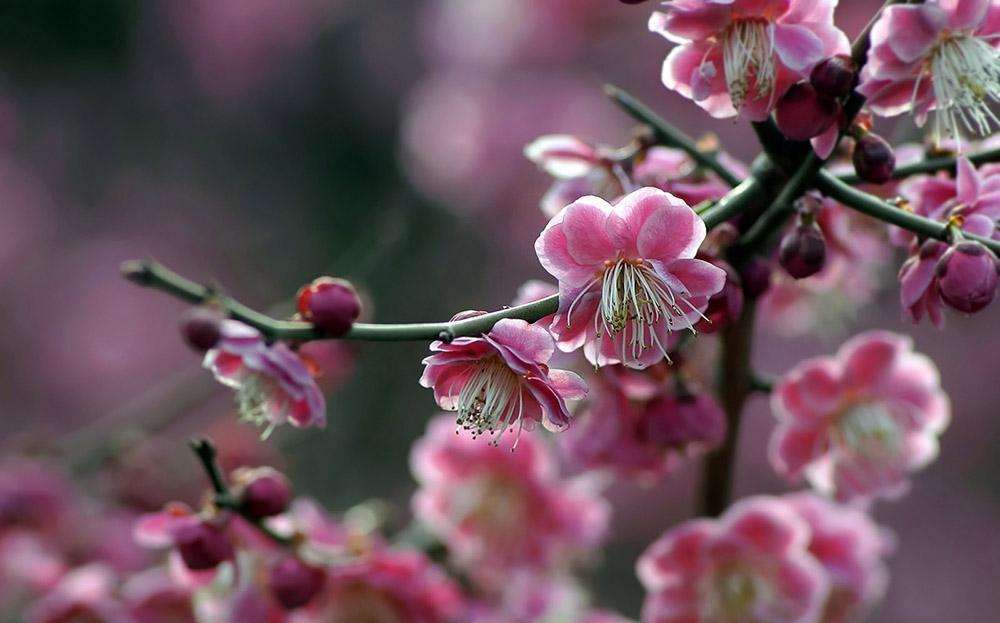 梅花盆景这样护理花蕾爆满枝头