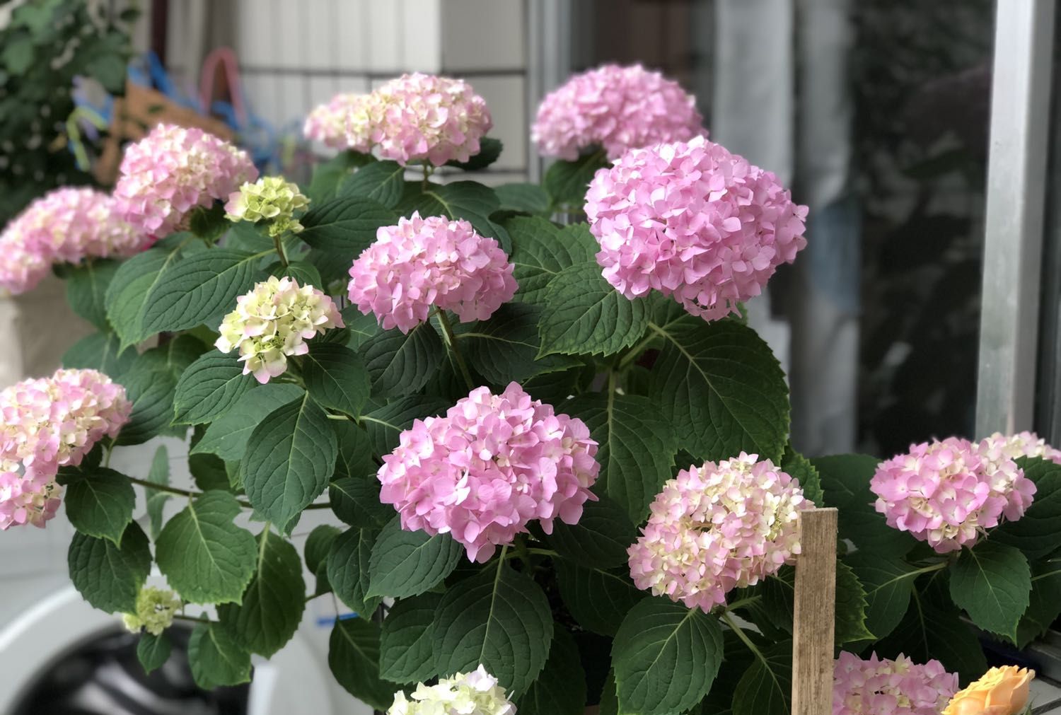 此花是世界名花，硕大美丽，一年三季开花，养护容易